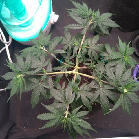 Prenseeds Rosa growlog timeline photo