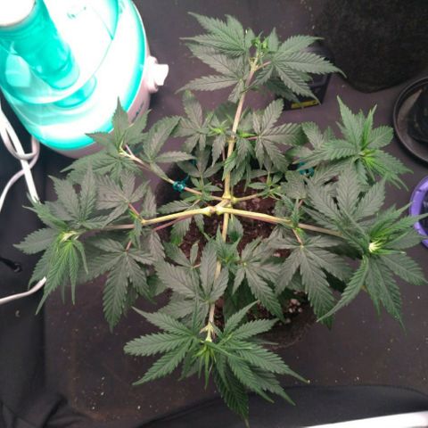 Prenseeds Rosa growlog timeline photo