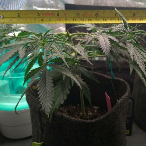 Prenseeds Rosa growlog timeline photo