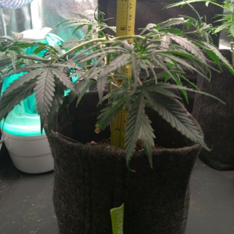 Prenseeds Rosa growlog timeline photo