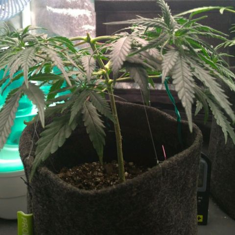 Prenseeds Rosa growlog timeline photo