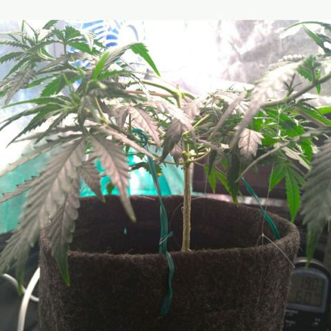 Prenseeds Rosa growlog timeline photo