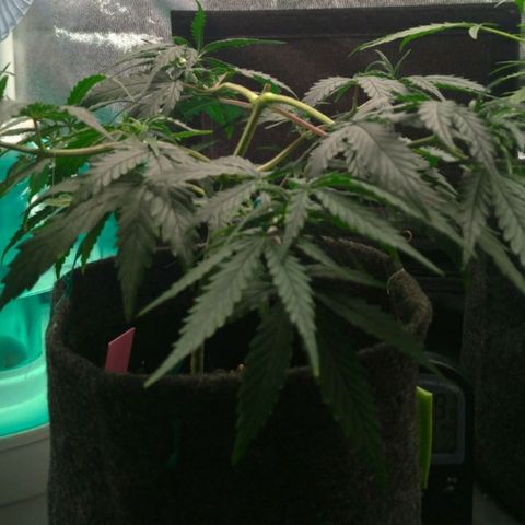 Prenseeds Rosa growlog timeline photo