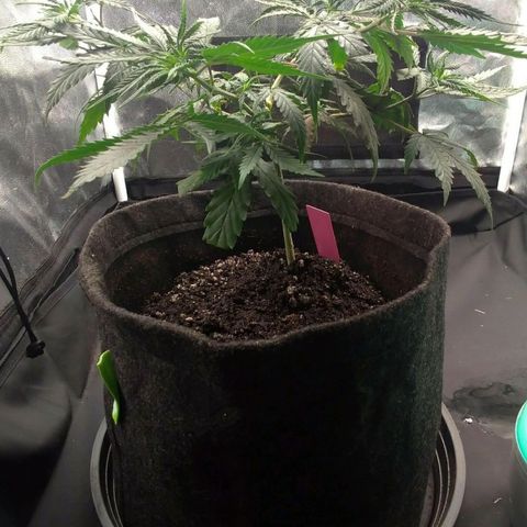 Prenseeds Rosa growlog timeline photo