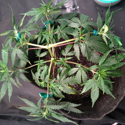 Prenseeds Rosa growlog timeline photo