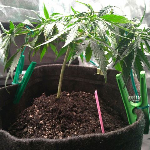 Prenseeds Rosa growlog timeline photo