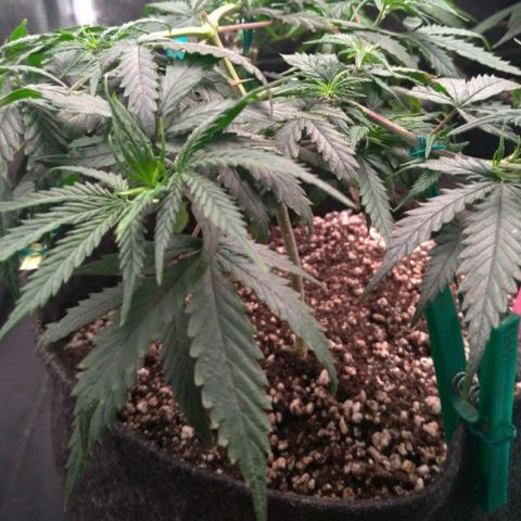 Prenseeds Rosa growlog timeline photo
