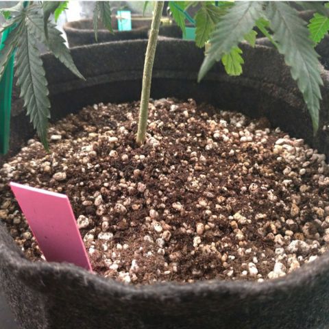 Prenseeds Rosa growlog timeline photo
