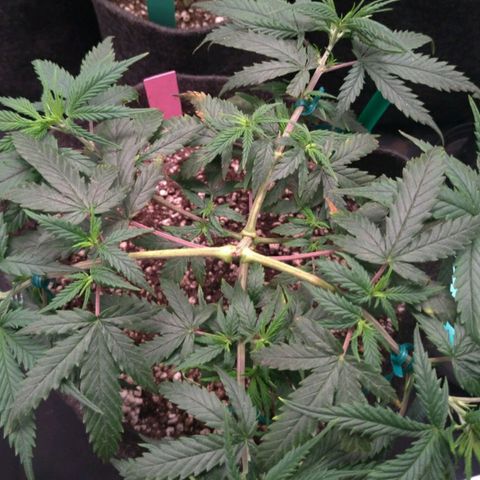 Prenseeds Rosa growlog timeline photo