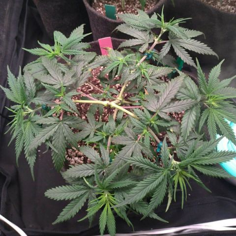Prenseeds Rosa growlog timeline photo
