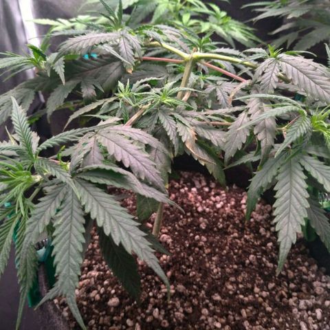 Prenseeds Rosa growlog timeline photo