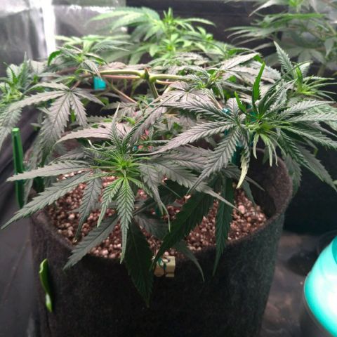 Prenseeds Rosa growlog timeline photo