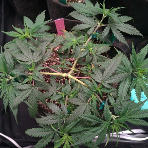 Prenseeds Rosa growlog timeline photo