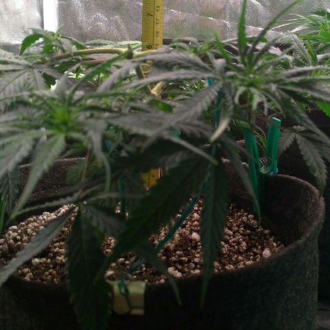 Prenseeds Rosa growlog timeline photo