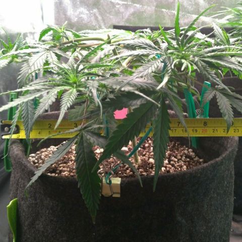 Prenseeds Rosa growlog timeline photo