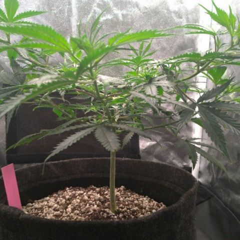 Prenseeds Rosa growlog timeline photo
