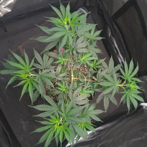 Prenseeds Rosa growlog timeline photo
