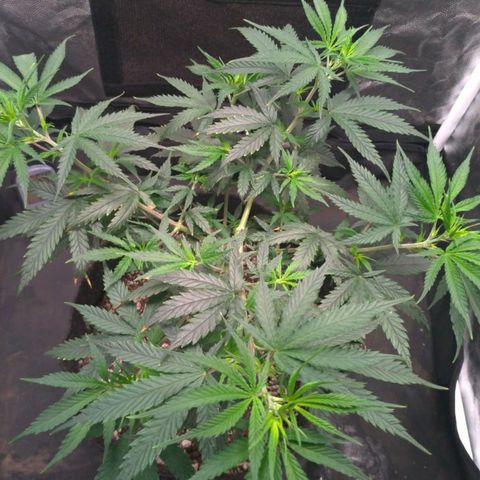 Prenseeds Rosa growlog timeline photo