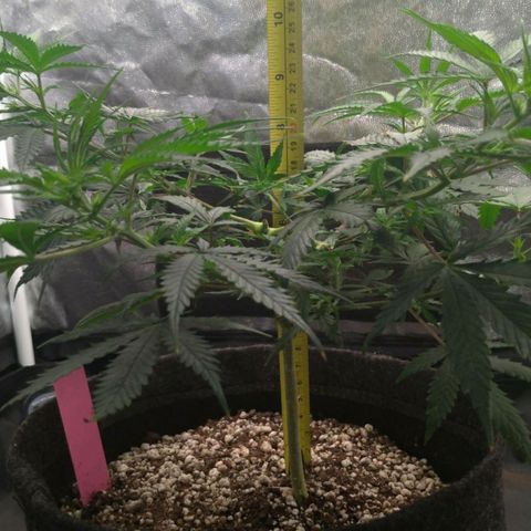 Prenseeds Rosa growlog timeline photo