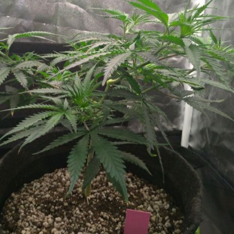 Prenseeds Rosa growlog timeline photo
