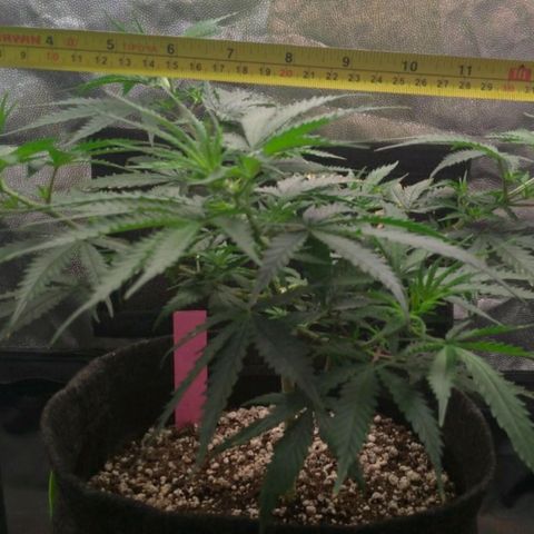 Prenseeds Rosa growlog timeline photo