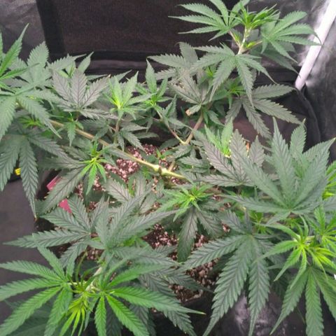 Prenseeds Rosa growlog timeline photo