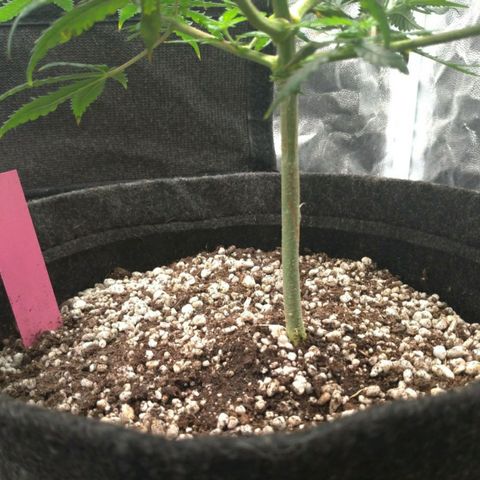 Prenseeds Rosa growlog timeline photo