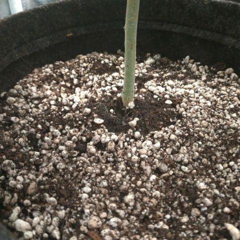 Prenseeds Rosa growlog timeline photo