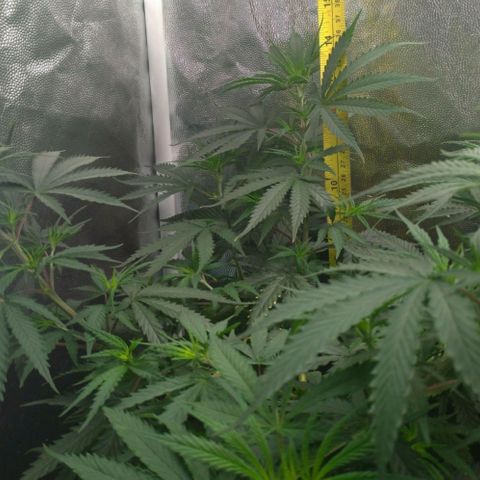 Prenseeds Rosa growlog timeline photo