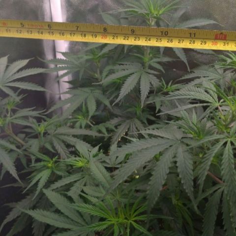 Prenseeds Rosa growlog timeline photo