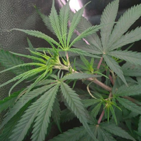 Prenseeds Rosa growlog timeline photo