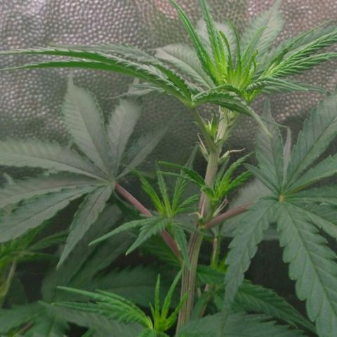 Prenseeds Rosa growlog timeline photo