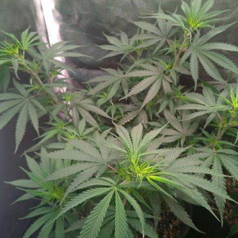 Prenseeds Rosa growlog timeline photo