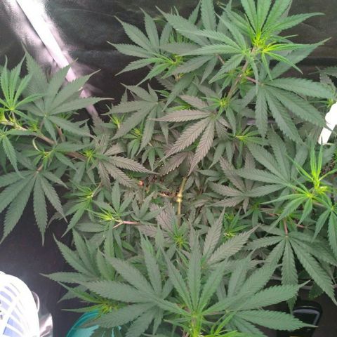 Prenseeds Rosa growlog timeline photo
