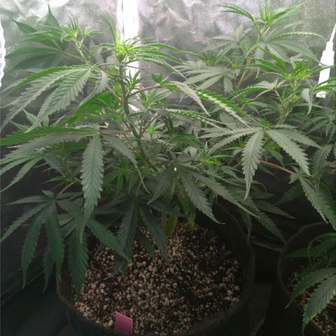 Prenseeds Rosa growlog timeline photo
