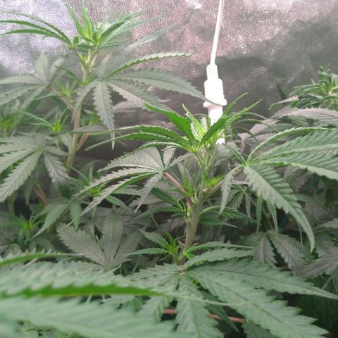 Prenseeds Rosa growlog timeline photo
