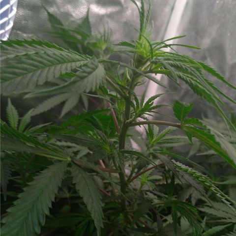 Prenseeds Rosa growlog timeline photo