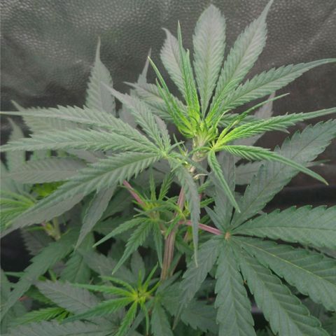 Prenseeds Rosa growlog timeline photo