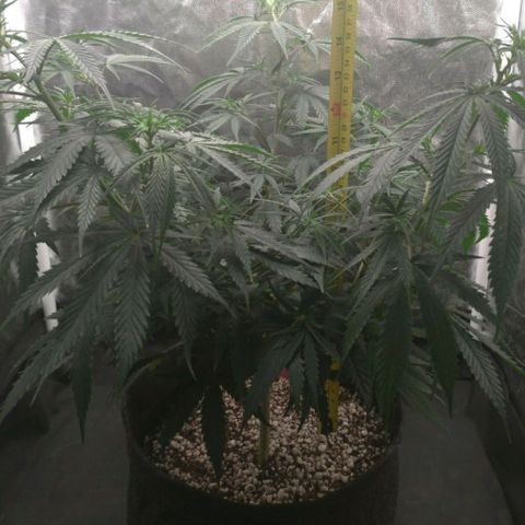 Prenseeds Rosa growlog timeline photo