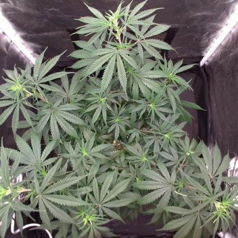 Prenseeds Rosa growlog timeline photo