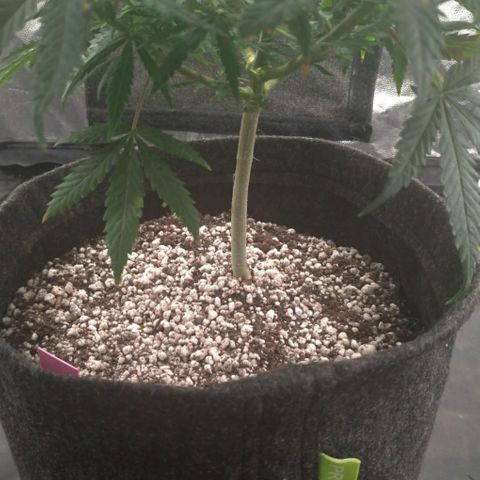 Prenseeds Rosa growlog timeline photo