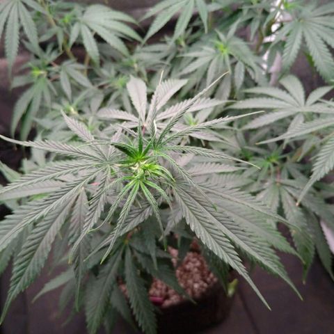 Prenseeds Rosa growlog timeline photo