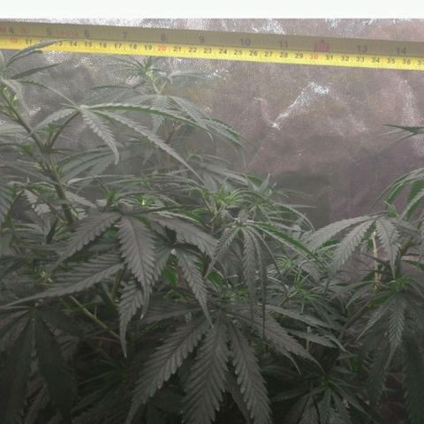 Prenseeds Rosa growlog timeline photo