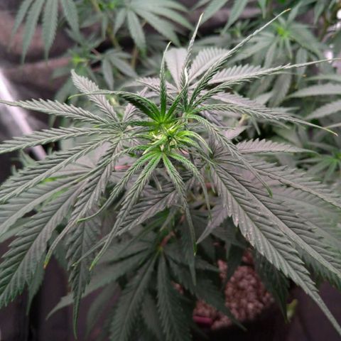 Prenseeds Rosa growlog timeline photo
