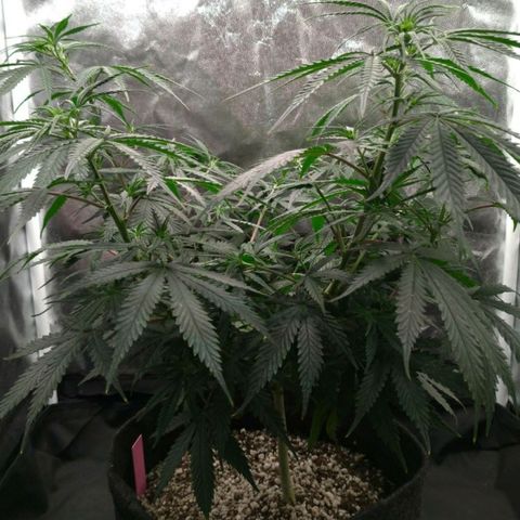 Prenseeds Rosa growlog timeline photo