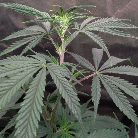 Prenseeds Rosa growlog timeline photo