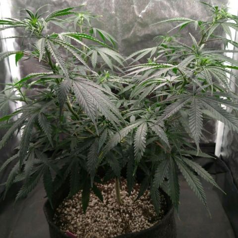 Prenseeds Rosa growlog timeline photo