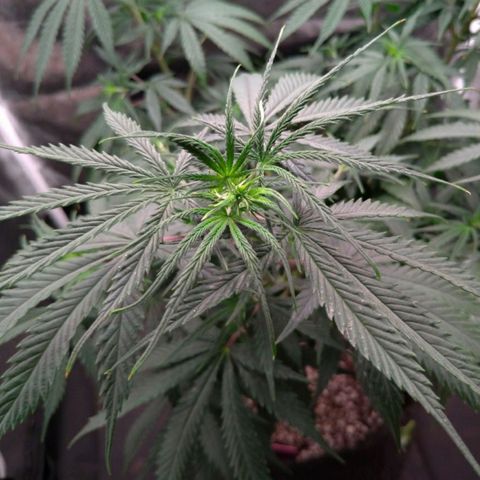 Prenseeds Rosa growlog timeline photo