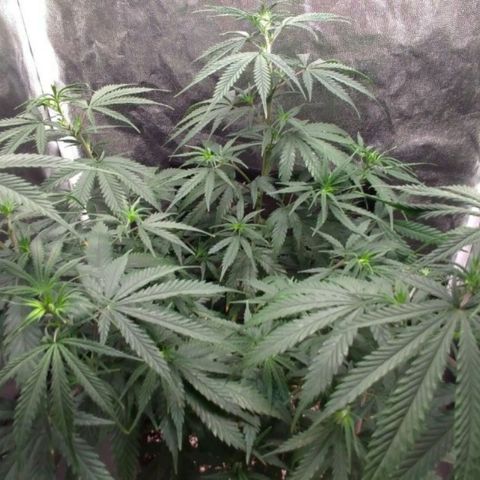 Prenseeds Rosa growlog timeline photo
