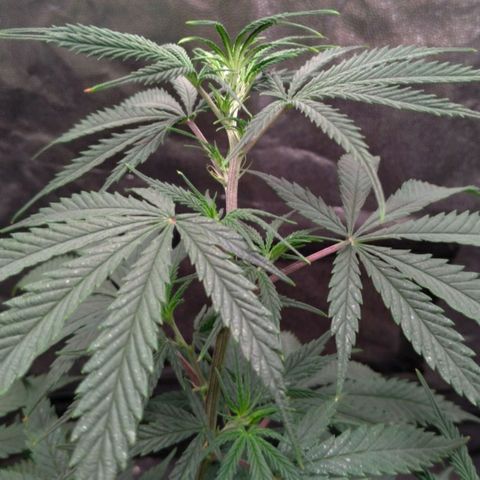 Prenseeds Rosa growlog timeline photo